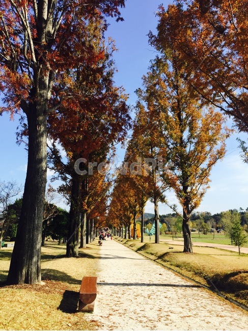 순천,순천만국가정원,가을,풍경,단풍,가을,계절,fall,autumn,season,자연,풍경,nature,landscape,한국자연풍경,한국자연경관,korea nature landscape,식물,plants,나무,trees,wood,plant,tree,tree trunk,나무 줄기,path,통로