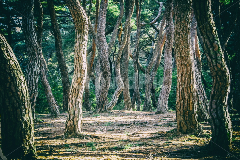 숲,소나무숲,삼릉숲,소나무,나무,식물,자연,plants,nature,나무,trees,wood