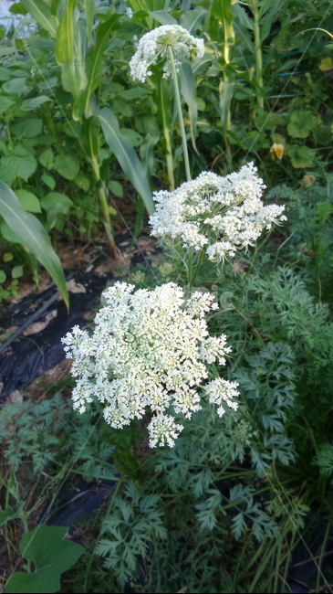 당근,홍당무,호라복,carrot,唐根,백색꽃,산형과,胡蘿蔔,식물,자연,plants,nature,꽃,flower