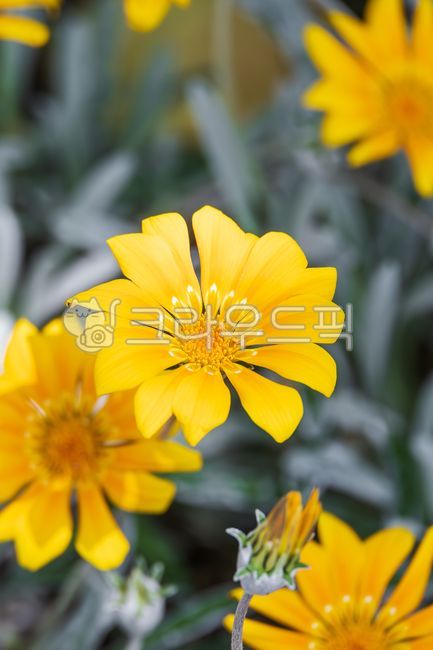 annualplant,flower bed,flowergarden,yellow,flower garden,petal,gazanialongiscapa,Silver Leaf Gazania,nature,lanceolate,flowerbed,leaf,flower,outdoor,Fur Gazania,plant,annual plant