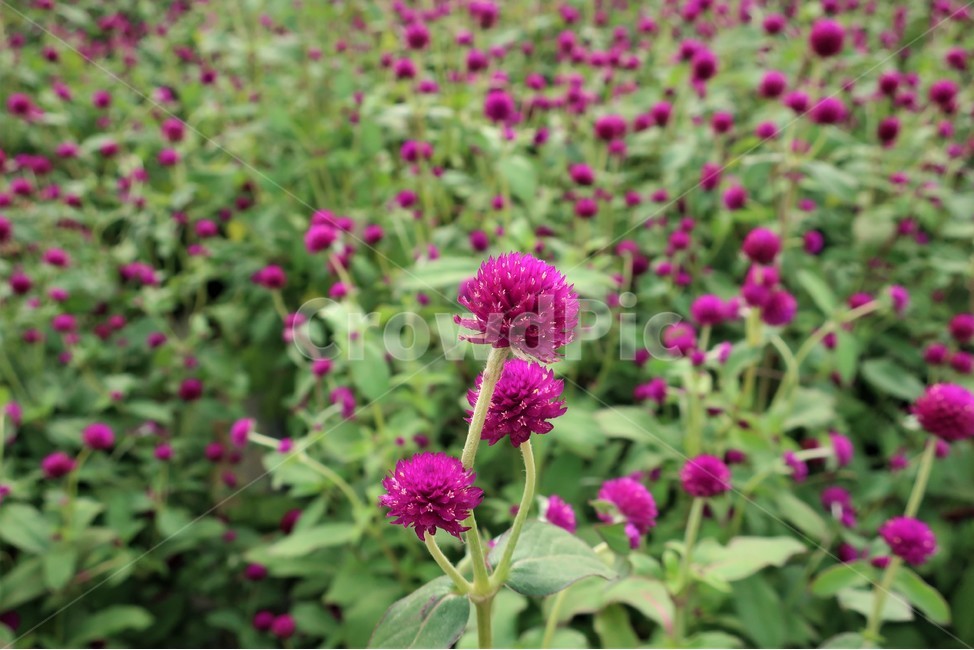 천일홍,꽃,군락지,핑크,꽃밭,식물,자연,경관,가을,식물,자연,plants,nature,꽃,flower