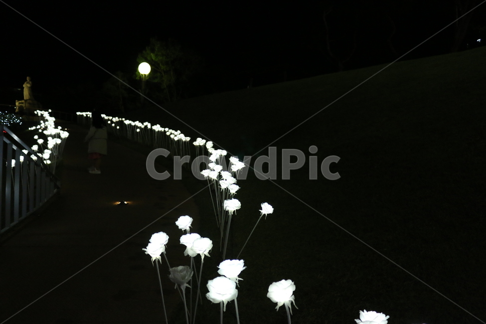 등불,꽃,flower,식물,plant,blossom,정읍사야간,야간정읍사풍경