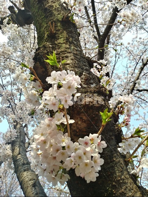 cherryblossom,벚꽃,식물,꽃,flower,식물,자연,plants,nature,꽃,flower