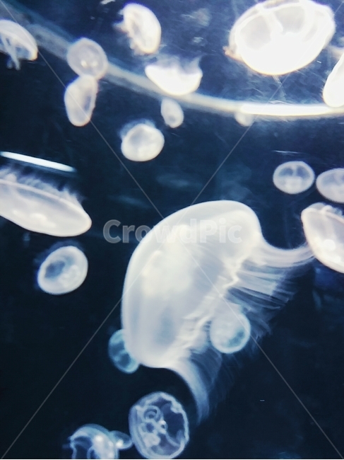 해파리,jellyfish,whitejellyfish,흰색해파리,가이유칸해파리,동물,animal