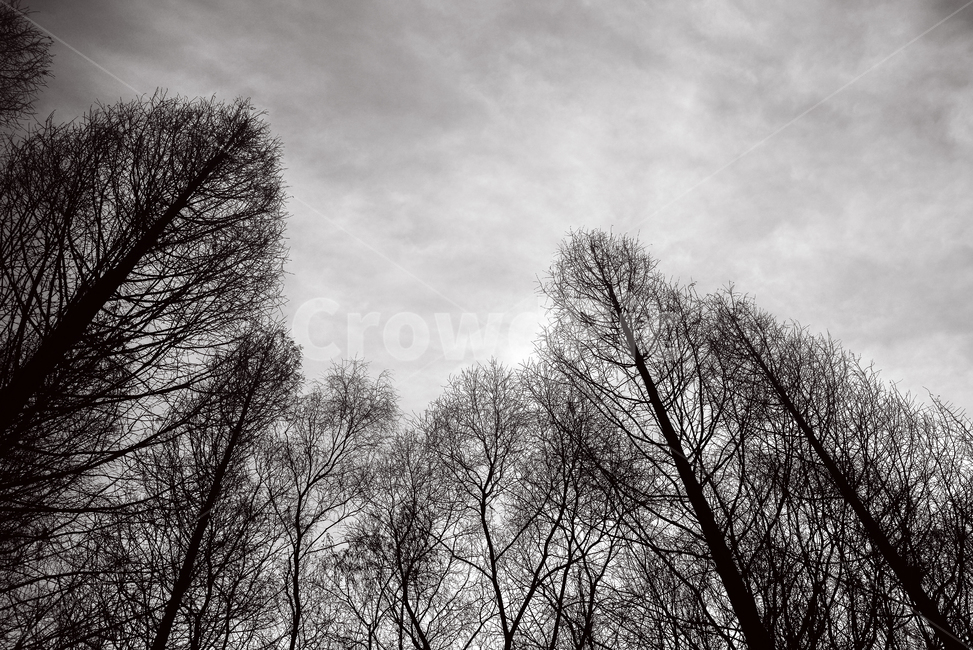 겨울,나므,자연,하늘,공원,풍경,nature,tree,나무,plant,식물