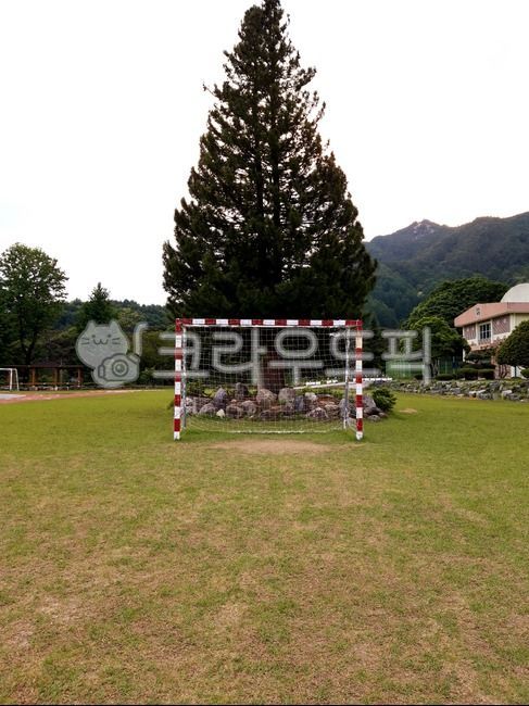 골키퍼,꼴대,운동장,tree,축구