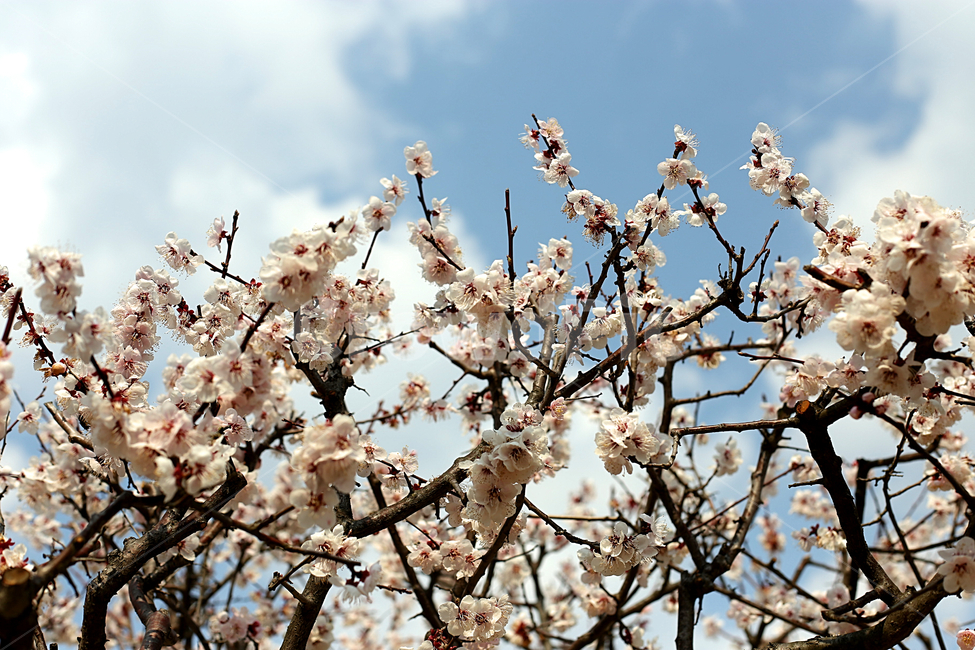 매화꽃,매화,flower,하늘,sky,꽃,봄,계절,spring,season,plant,식물,blossom