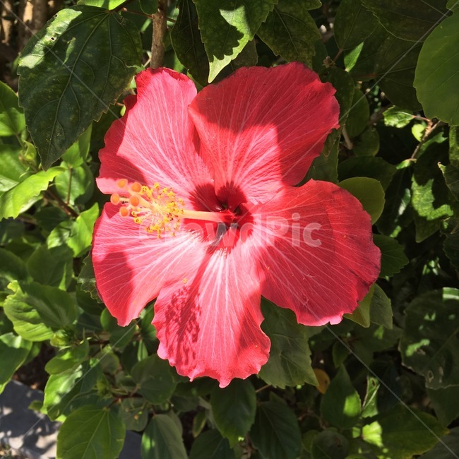 flower,꽃,히비스커스,hibiscus,식물,자연,여름,식물,자연,plants,nature,꽃,flower