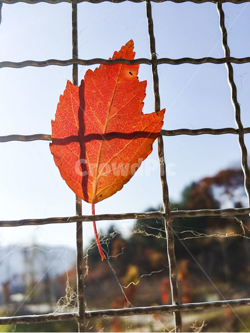 단풍잎,나뭇잎,가을,잎,낙엽,식물,autumn,leaf,leaves,maple,fall,plant,계절,season,가을,계절,fall,autumn,season,식물,자연,plants,nature