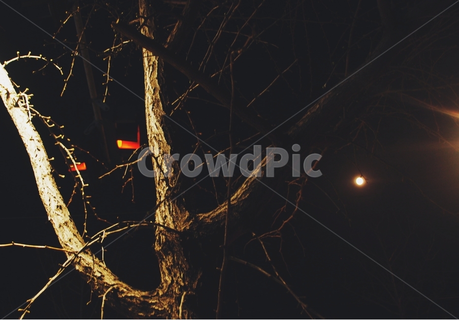 밤거리,나무,조명,달,감성,야경,밤,풍경,nightscape,night,landscape,식물,자연,plants,nature,나무,trees,wood