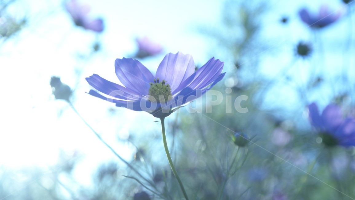 꽃,봄,자연,하늘,향기,가을,계절,fall,autumn,season,식물,자연,plants,nature,꽃,flower,plant,anemone,아네모네,blossom