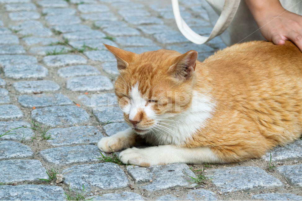 고양이,길냥이,귀여운고양이,한국고양이,공원고양이,착한고양이,동물,animal,포유류,mammal,고양이,cat,kitten,kitty