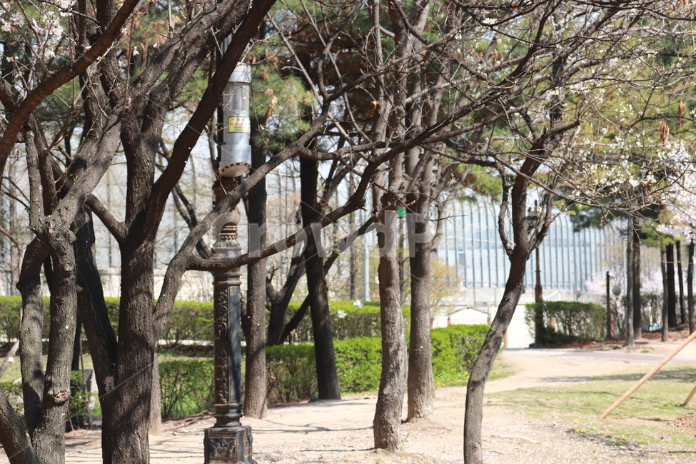 꽃,벚꽃,봄,자연,나무,나무,trees,wood