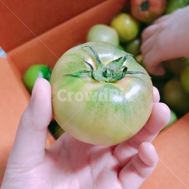 토마토,덜익은,짭짤이,대저,과일,꼭지,초록색