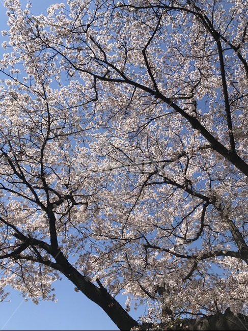 벚꽃,봄,진주,벚꽃축제,캠퍼스