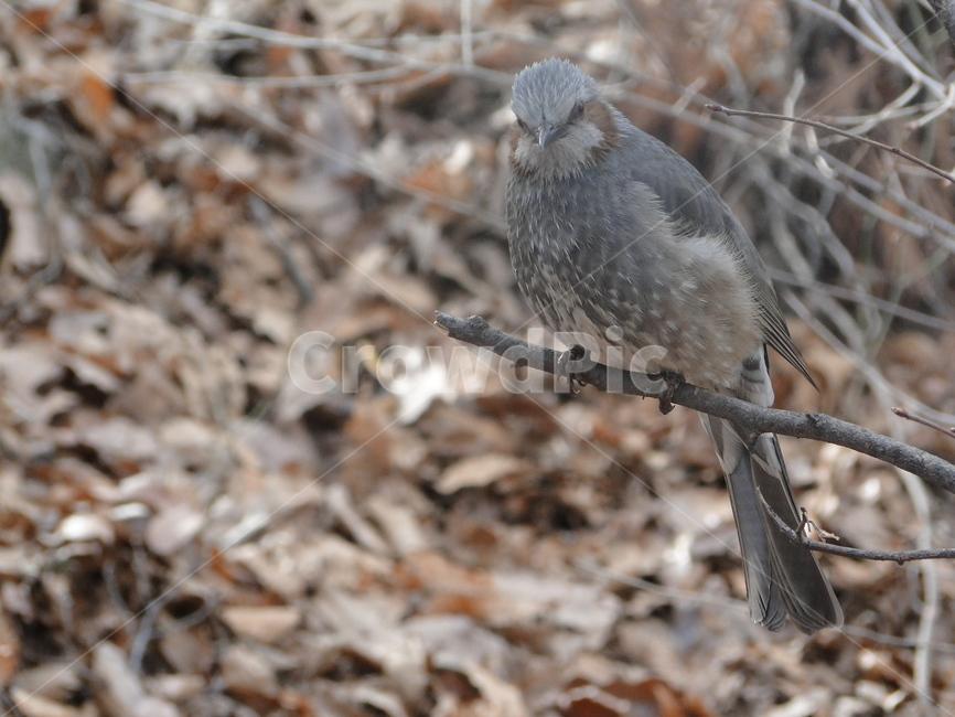 새,참새,동물,bird,animal