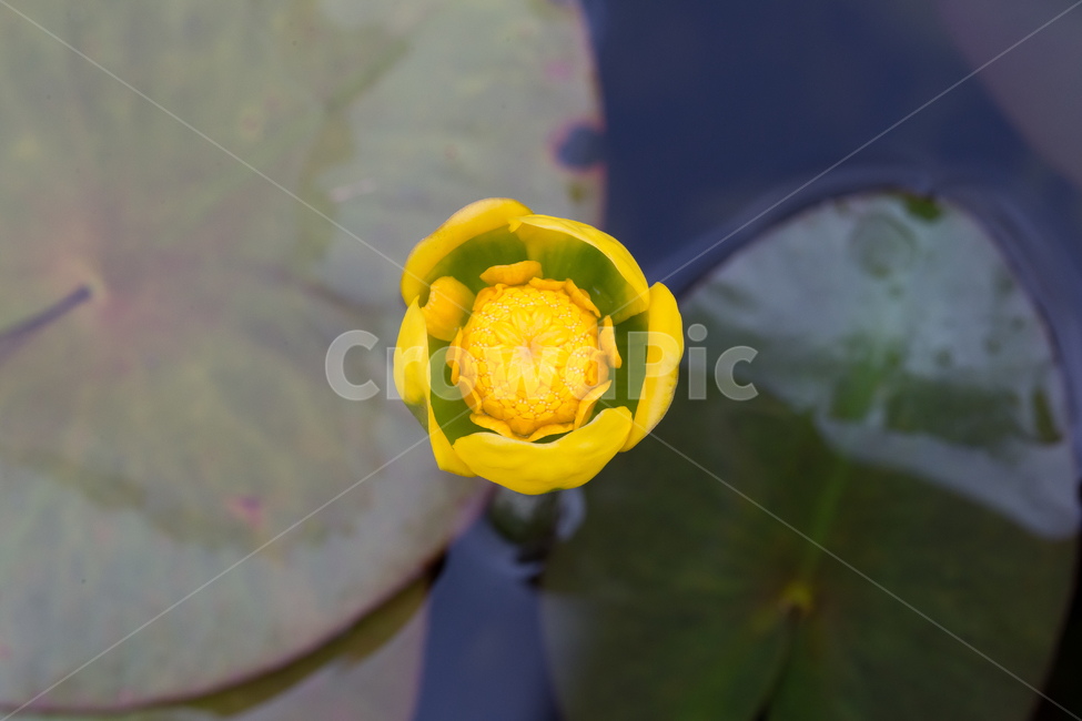자연,연못,연꽃,수면위,연꽃잎,식물,자연,plants,nature,꽃,flower