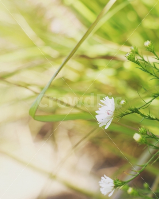 꽃,자연,가을,길가,산책,식물,자연,plants,nature,꽃,flower,감성,sensible,feeling