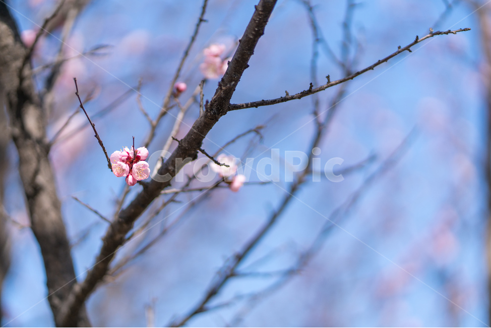 봄,꽃,매화,매화나무,풍경,봄,계절,spring,season,식물,자연,plants,nature,꽃,flower,plant