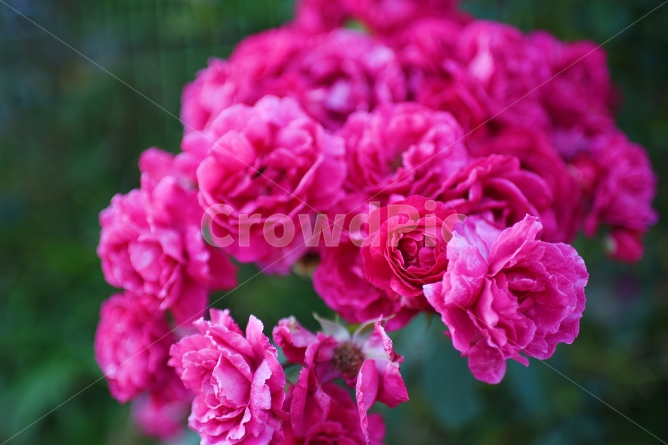 로즈,장미,rose,꽃,flower,빨강,red,장미꽃,봄,식물,자연,plants,nature,꽃,flower
