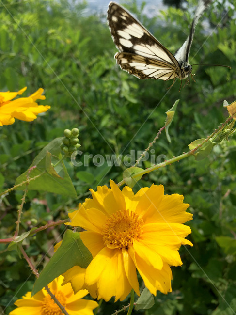 나비,꽃,여름,자연,산,butterfly,flower,summer,nature,mountain,식물,곤충,식물,자연,plants,nature,꽃,flower,동물,animal,곤충,벌레,insect,bug