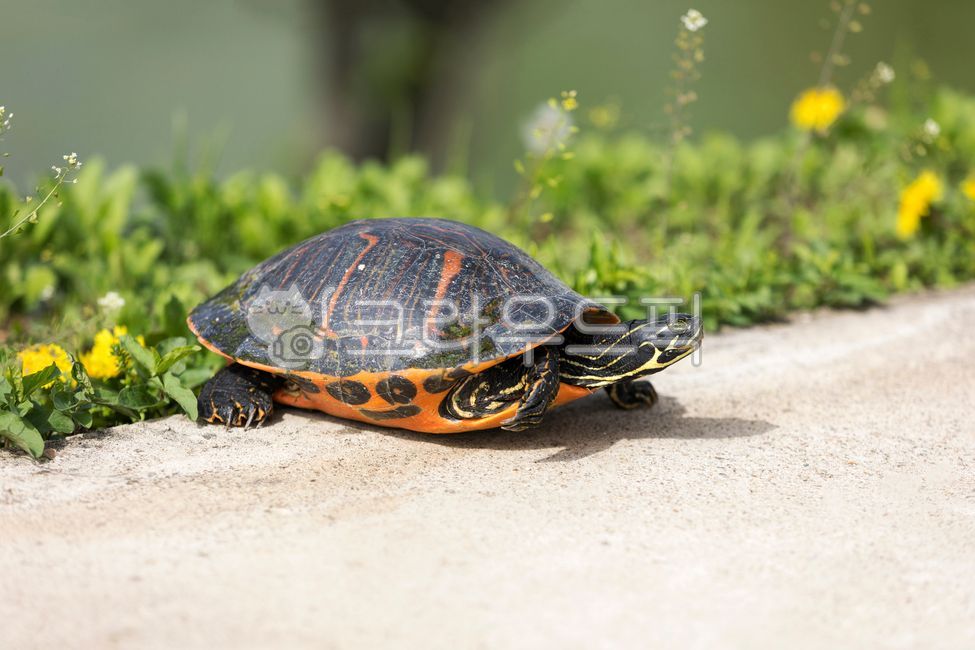nature, outdoors, animals, turtle, turtle - Authentic Korean Stock ...