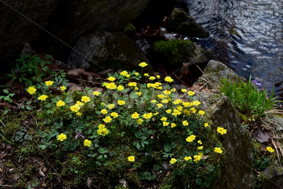 금괭이눈,봄,야생화,꽃,청태산,강원도,봄꽃,고산야생화,감성,wildflower,산꽃,봄야생화,계곡,이끼,꽃말,골짜기의황금,변하기쉬운마음,식물,자연,식생,생태,범의귀과,괭이눈속,식물,자연,plants,nature,꽃,flower