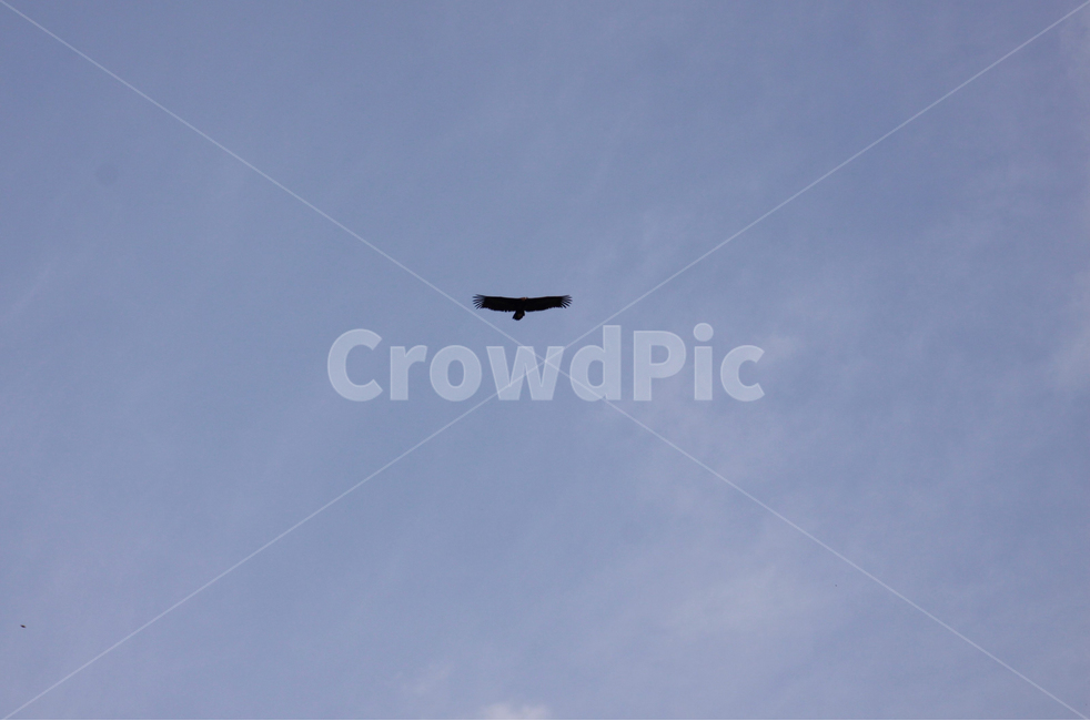 매,하늘,새,조류,독수리,용맹,sky,hawk,free,birds,맹금류,자유,동물,animal,조류,새,birds