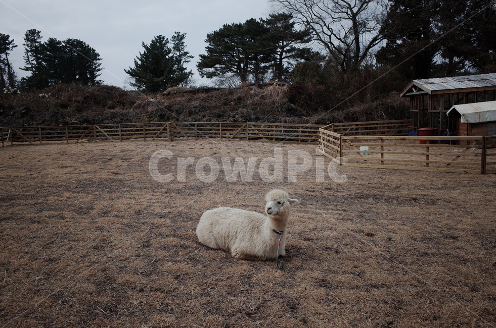 animal,동물,sheep,알파카,농장,제주도