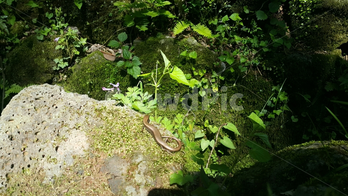 도마뱀,자연,파충류,비자림,관찰,제주도,이끼,lizard