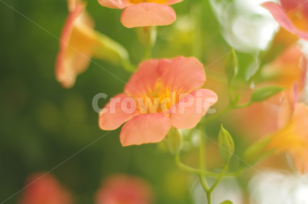 능소화,주홍,초록,식물,plant,꽃,blossom,flower