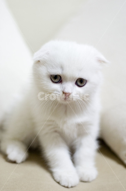 고양이,스코티쉬폴드,흰색고양이,하얀고양이,아기고양이,고양이눈,회색고양이눈,동물,animal,포유류,mammal,고양이,cat,kitten,kitty