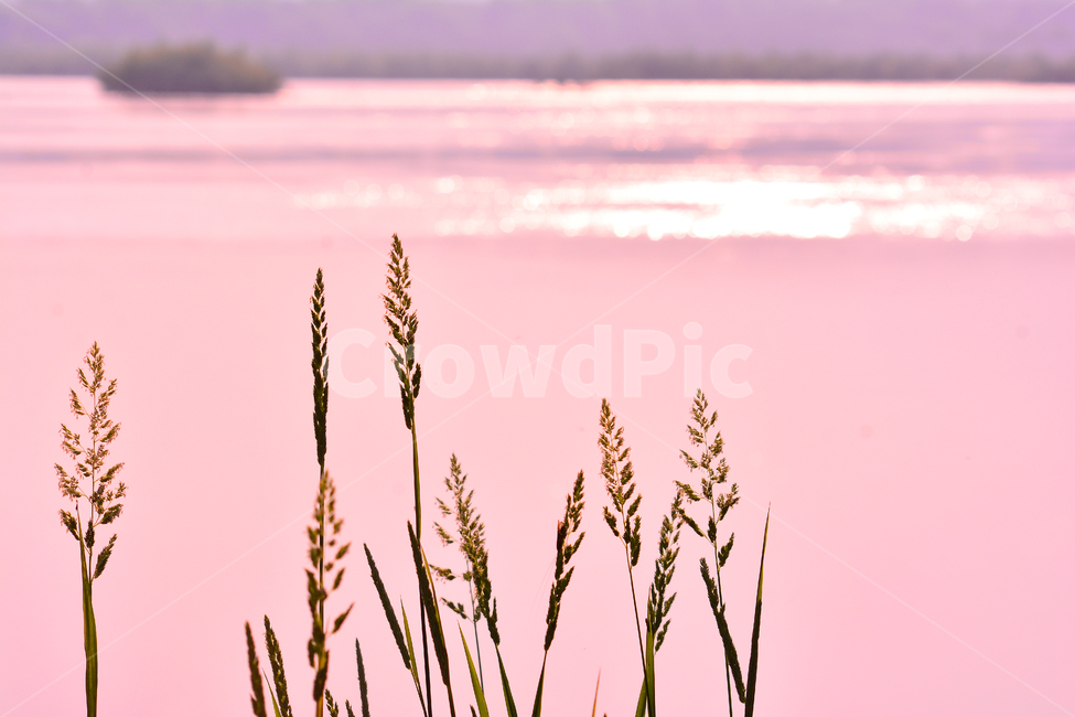 감성,들꽃,강변,노을,파스텔톤,보케,빛망울,석양,해질무렵,sunset,riverside,flowers,pink,핑크색,아름다운,강물,물,water,분홍색,햇빛,반사,명멸,그리움,feeling,emotion,sensible,landscape,야외,풍경,식물,야생화,섬,들풀,분위기,느낌,식물,자연,plants,nature,꽃,flower,휴식,힐링,rest,relaxation,healing