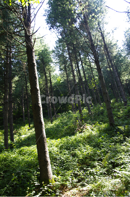 숲,식물,나무,자연,초목,plant,tree