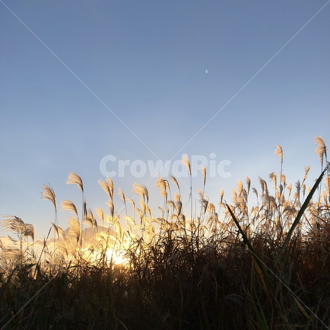 갈대,갈대숲,공원,저녁하늘,가을,fall,autumn,가을,계절,fall,autumn,season,grass,잔디,plant,식물,lawn