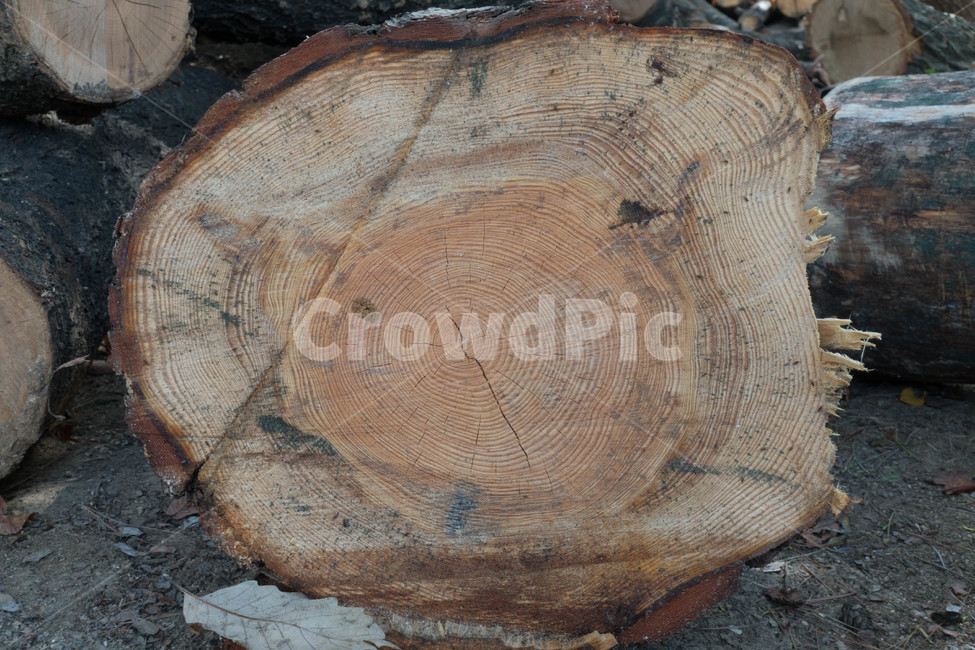 식물,가을,plant,nature,wood,나무,나이테,나무,trees,wood
