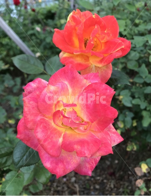 flower,플라워,꽃,자연,장미꽃,식물,자연,plants,nature,꽃,flower