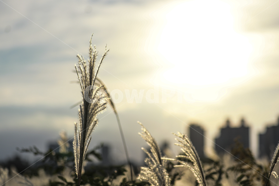 갈대,가을,억새,억새밭,갈대밭,억새군락지,silvergrassfield,fall,reed,silvergrass,fieldofreeds,grass,식물,가을,계절,fall,autumn,season,식물,자연,plants,nature,잔디,plant,lawn