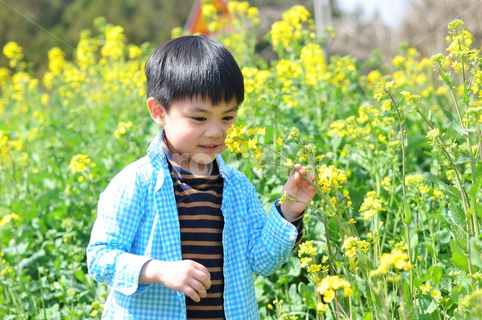 사람,다문화,제주도,유채꽃,자연,아동,인간,사람,인물,인간,human,person,어린이,어린아이,child,children,kid