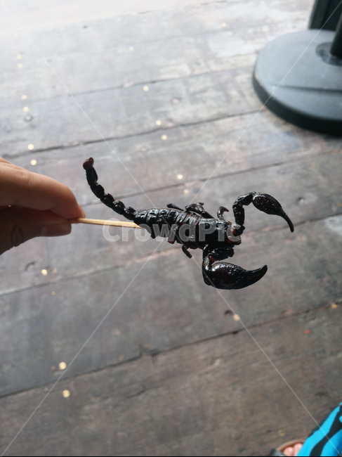 전갈,식용전갈,scorpion,friedscorpion,튀긴전갈