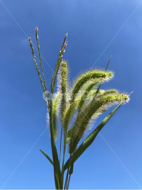 강이지풀,하늘,자연,식물,plant,들풀,가을느낌,식물,자연,plants,nature