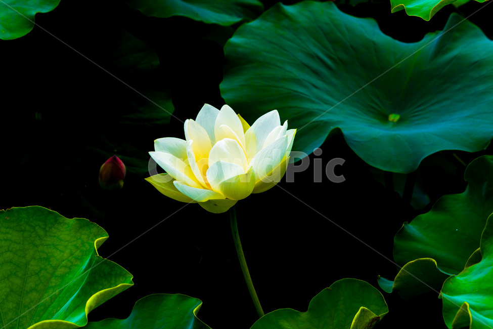 연꽃,연잎,습지,문양,무늬,자연,식물,자연,plants,nature,꽃,flower