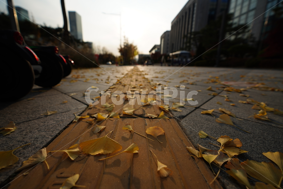 은행,잎,길,가을,계절,식물,생물,생명,노랑,색감,보도,walkway,leaf