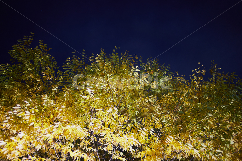 tree,나무,밤,단풍,leaf,night,yellow,가을,계절,fall,autumn,season,자연,풍경,nature,landscape,야경,밤,nightscape,night,plant,식물