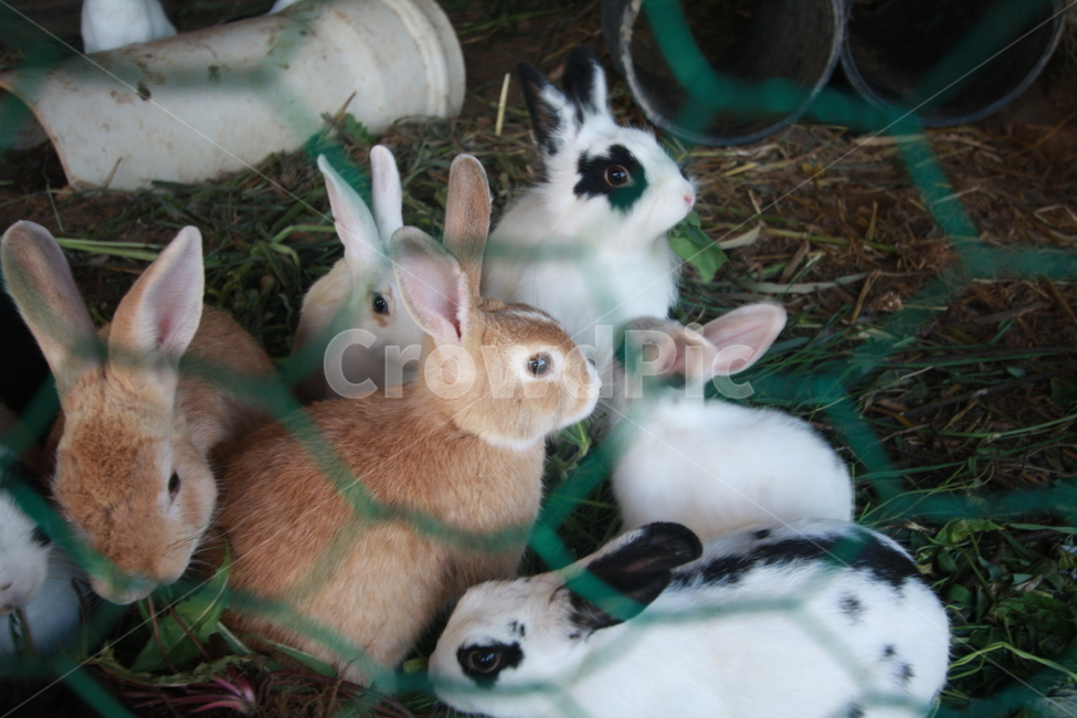 토끼,hare,동물,rabbit,animal
