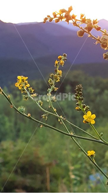 노란꽃,야생화,자연,햇살,들꽃,식물,자연,plants,nature,꽃,flower