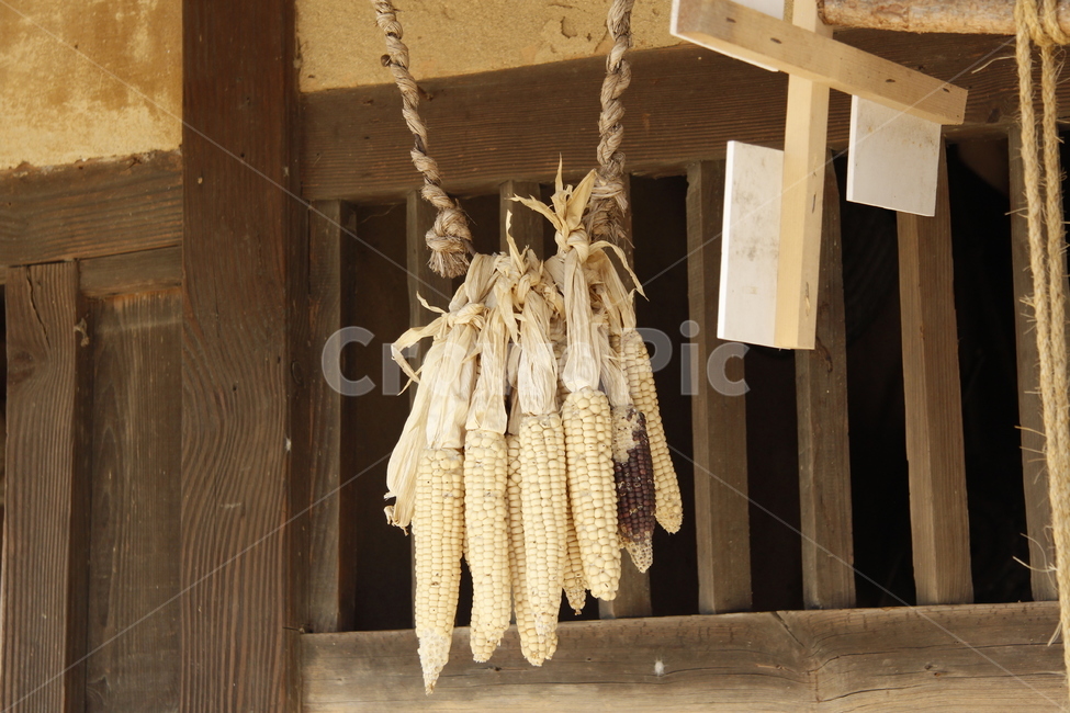 plant,식물,food,음식,grain,곡물,농촌,시골