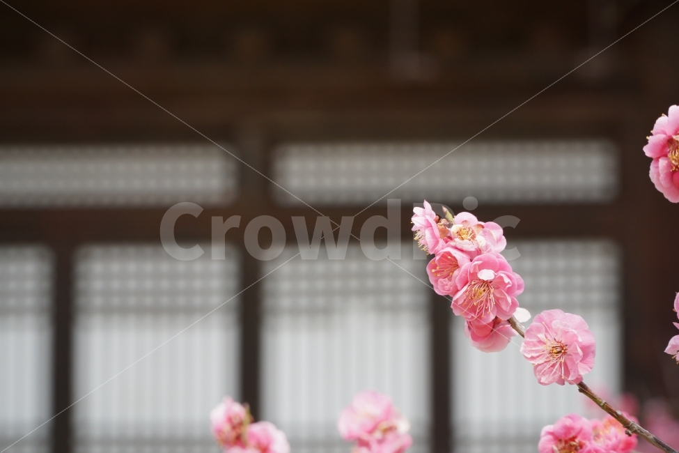 한옥,홍매화,꽃,자연,문,봄,계절,spring,season,식물,자연,plants,nature,꽃,flower,plant