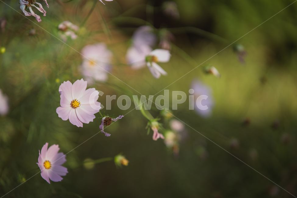 flowers,plant,botanical,꽃,식물,식물,자연,plants,nature,꽃,flower