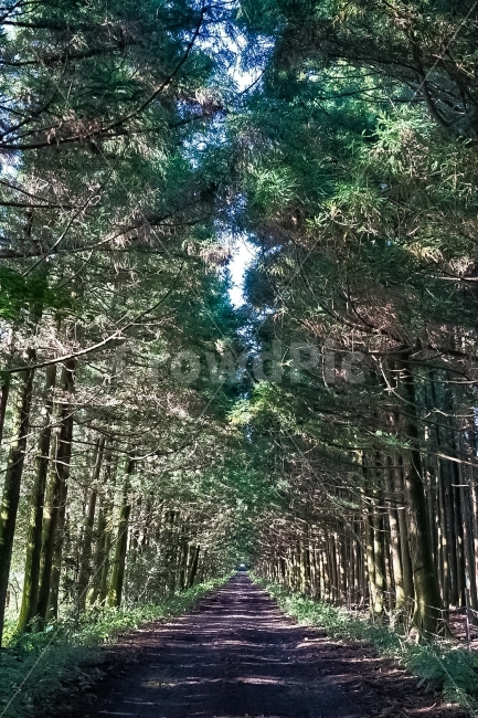 제주도,나무,자연,숲길,길,자연,풍경,nature,landscape,한국자연풍경,한국자연경관,korea nature landscape,휴식,힐링,rest,relaxation,healing,plant,식물,tree